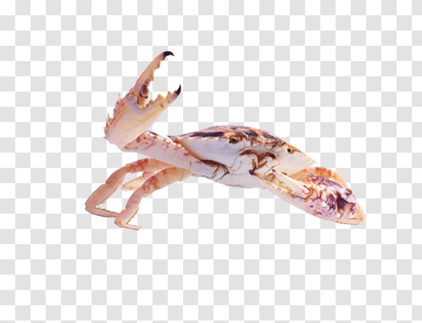 Dungeness Crab Sebastian - Pink Transparent PNG