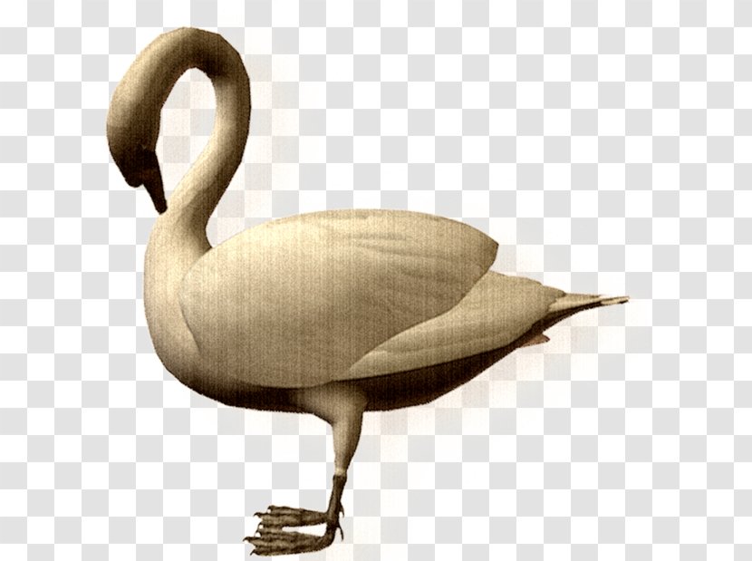 Duck Cygnini Bird Goose - Designer - Cartoon Swan Transparent PNG