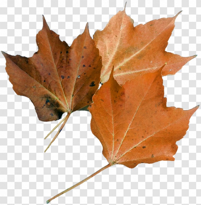 Autumn Flyer Harvest Festival Poster Maple Leaf - Leaves Transparent PNG