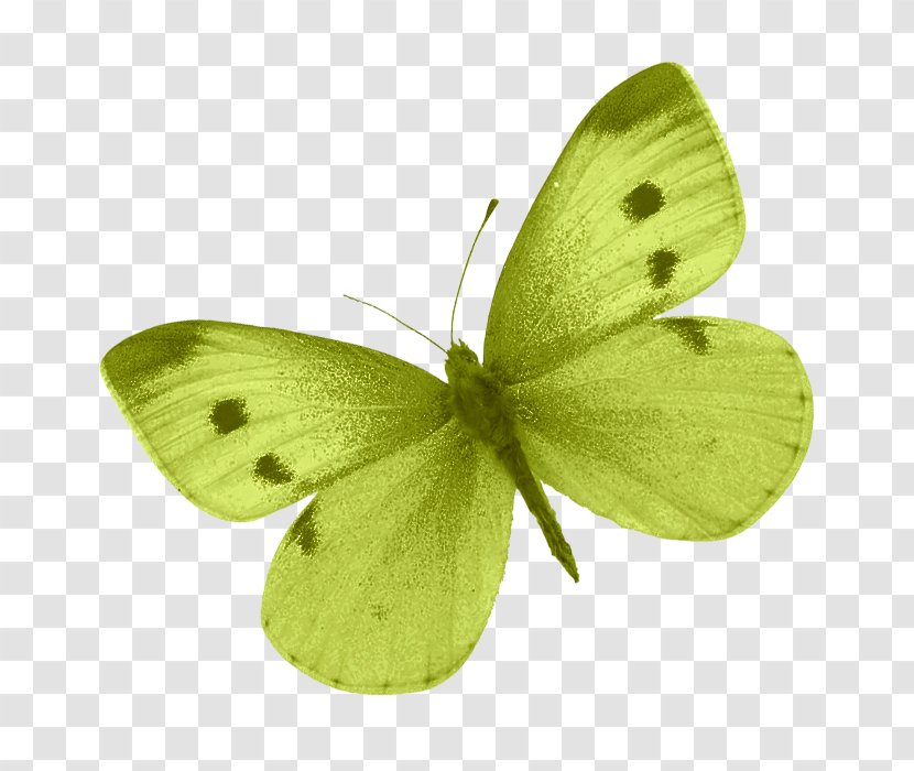 Colias Butterfly Clip Art - Pollinator - Green Transparent PNG
