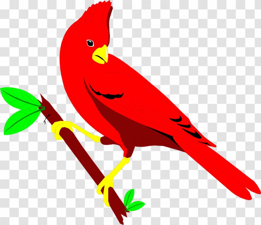 St. Louis Cardinals Northern Cardinal Bird Clip Art - St Transparent PNG
