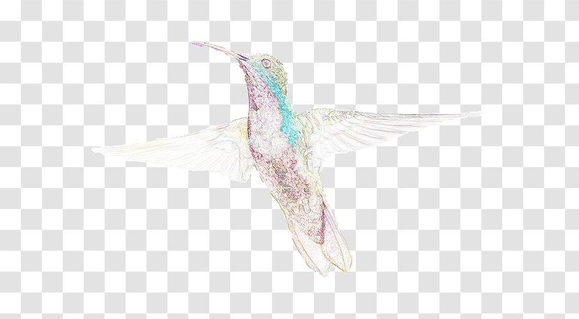 Fauna Hummingbird M Beak Feather - Pollinator Transparent PNG