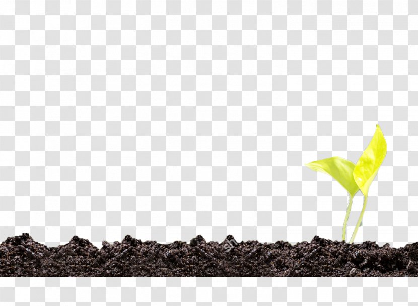 Soil Plant Green - Grass Family Transparent PNG