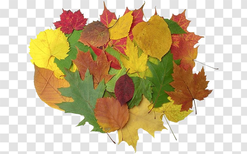 Maple Leaf HKG:0135 Petal Autumn - Hobby Transparent PNG