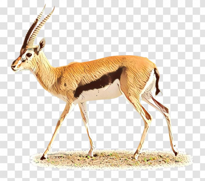 Springbok Impala Moschus Gazelle Deer - Pronghorn - Cowgoat Family Transparent PNG