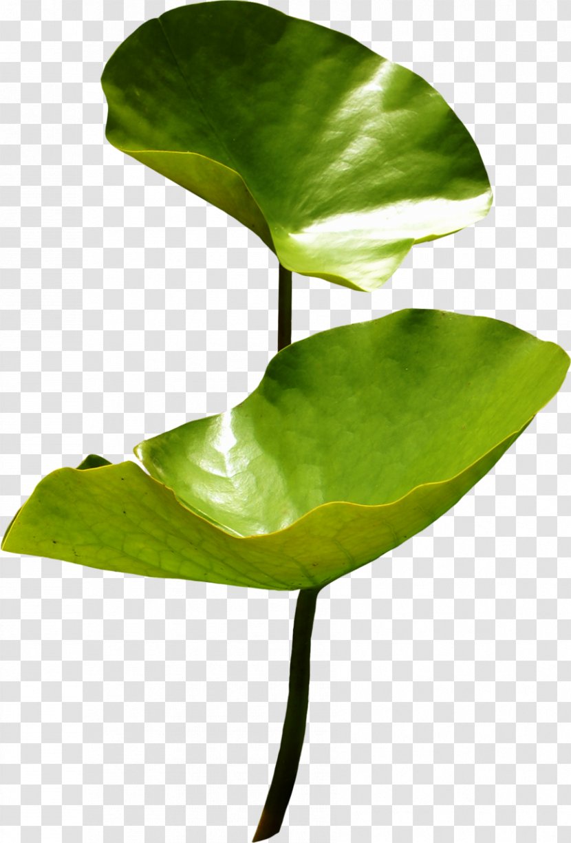 Sacred Lotus Leaf Nymphaea Aquatic Plants - Flora Transparent PNG