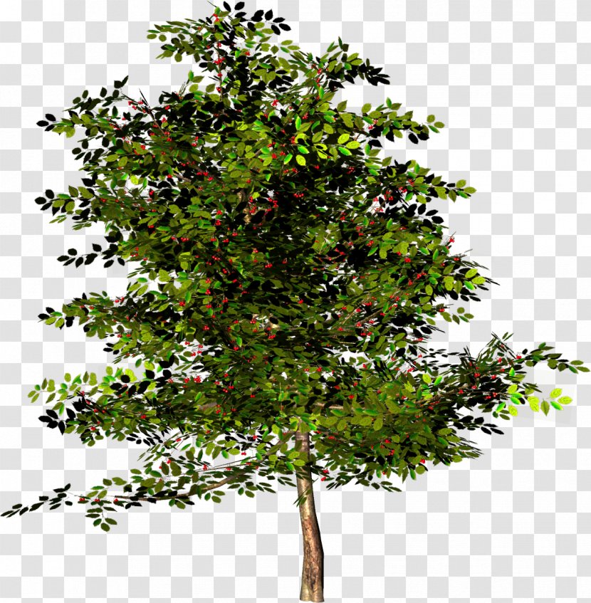 Tree English Walnut Angel Oak - Juglans - Fir-tree Transparent PNG