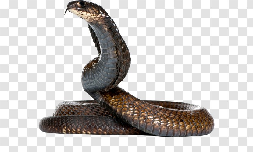 Snake King Cobra Egyptian - Serpent - Snakes Transparent PNG