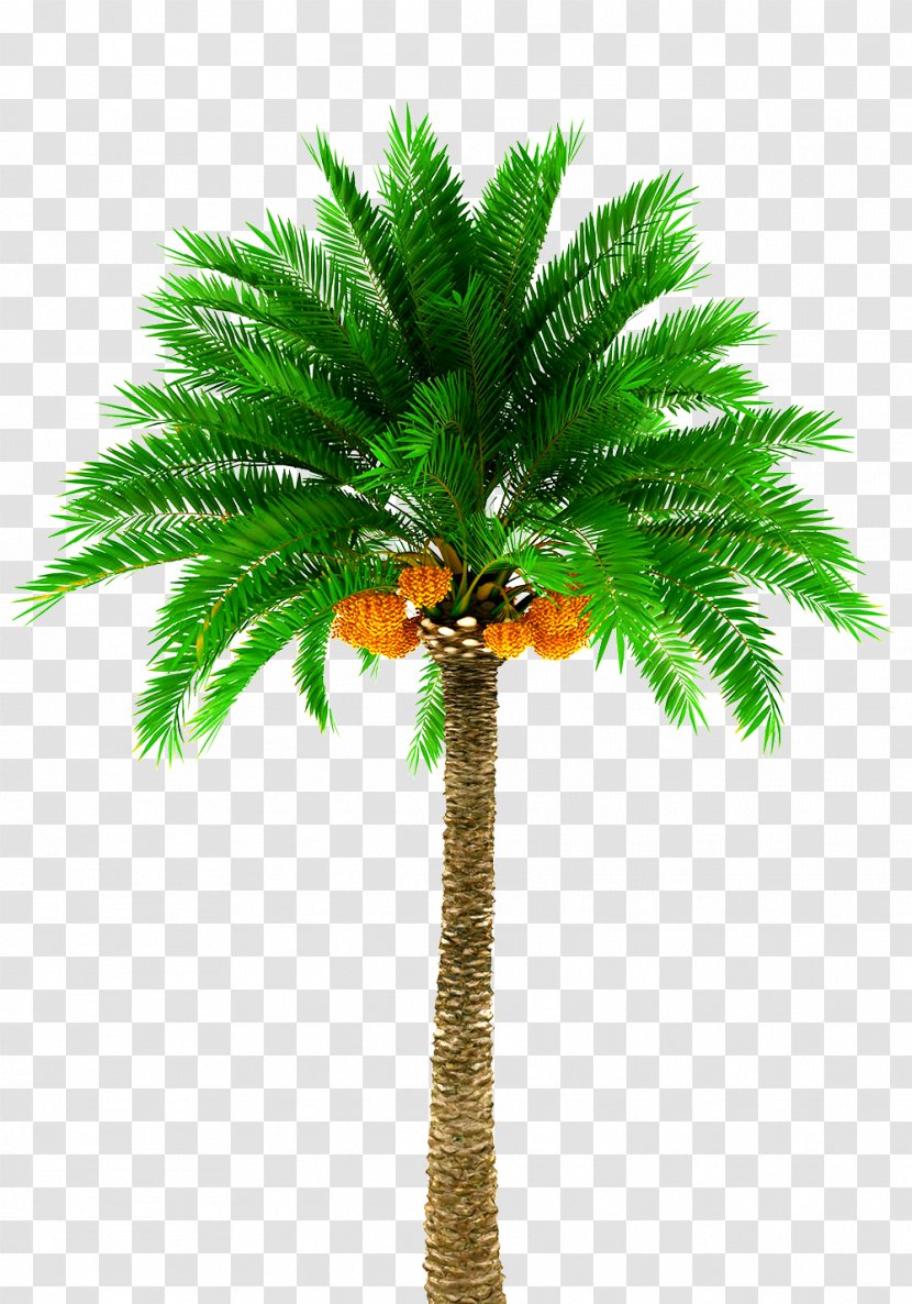 Date Palm Arecaceae Stock Photography Tree Royalty-free - Evergreen Transparent PNG
