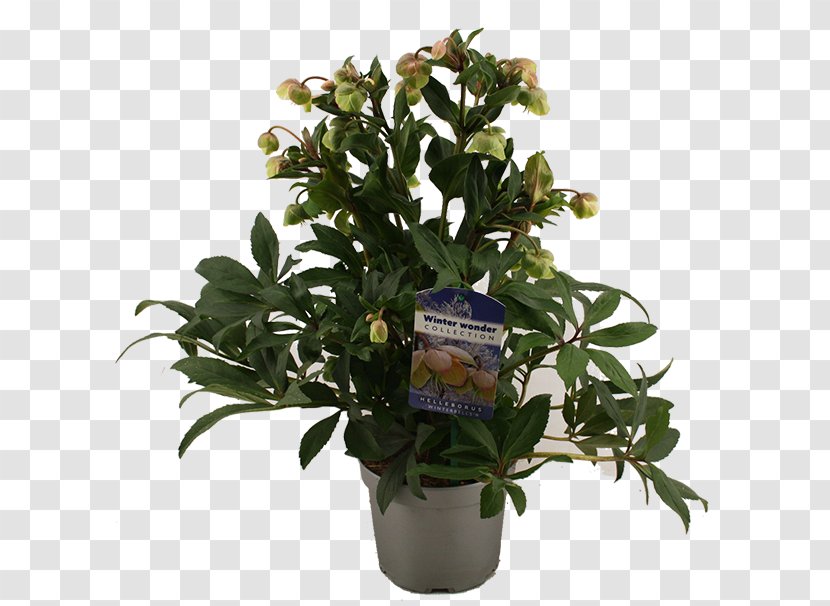 Cut Flowers Flowerpot Houseplant Evergreen Shrub - Flower - Tree Transparent PNG