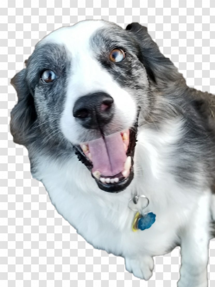 Dog Breed Countryside Kennels Border Collie Rough Companion - Run Transparent PNG