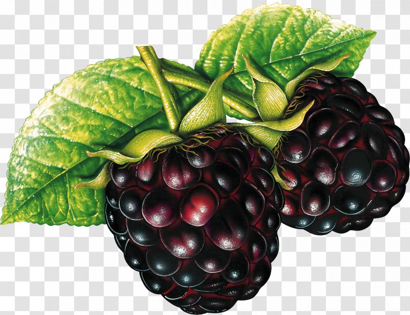 Genetically Modified Food Organism Crops Monsanto - Raspberry - Blackberry Transparent PNG