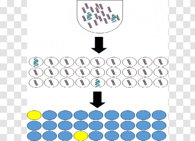 Digital Polymerase Chain Reaction Molecular Biology Technology - Brand Transparent PNG