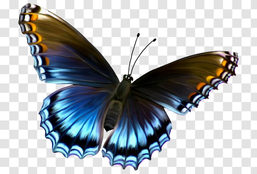 Butterfly Clip Art - Lycaenid - Flying Butterflies Transparent PNG