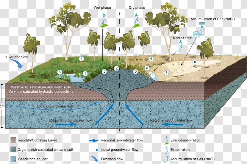 Wetland Groundwater-dependent Ecosystems Aquifer Water Resources - Elevation - Material Science Transparent PNG