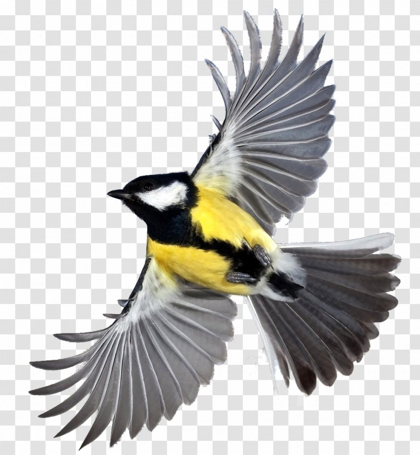 Bird Desktop Wallpaper European Robin - Fauna Transparent PNG