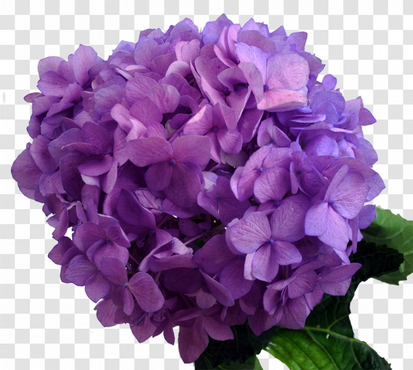 Hydrangea Purple Lavender Flower Blue - Color Transparent PNG
