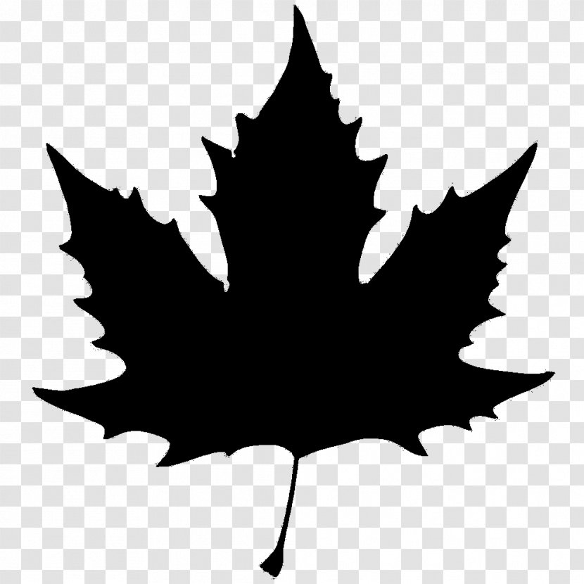 Maple Leaf Image Stock Illustration - Logo - Flowering Plant Transparent PNG