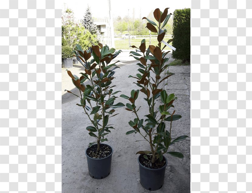 Southern Magnolia Bay Laurel Shrub Plants Silverberry - Herb Transparent PNG