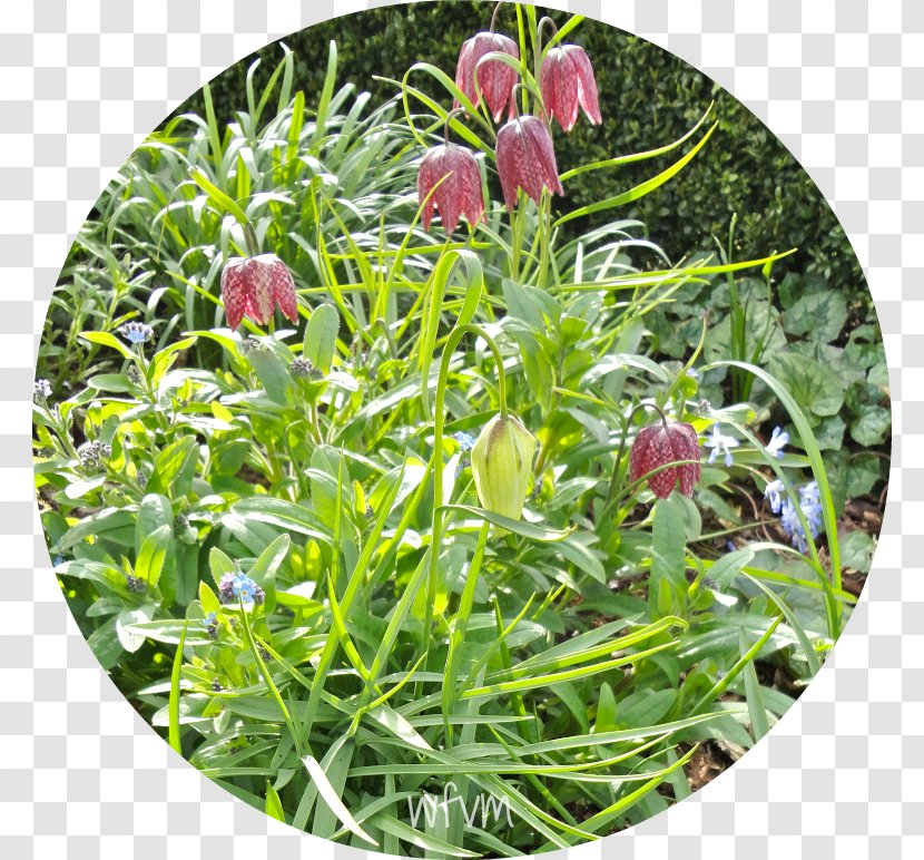 Fritillaries Groundcover Lawn Wildflower Herb - Flower - Greet The Spring Transparent PNG
