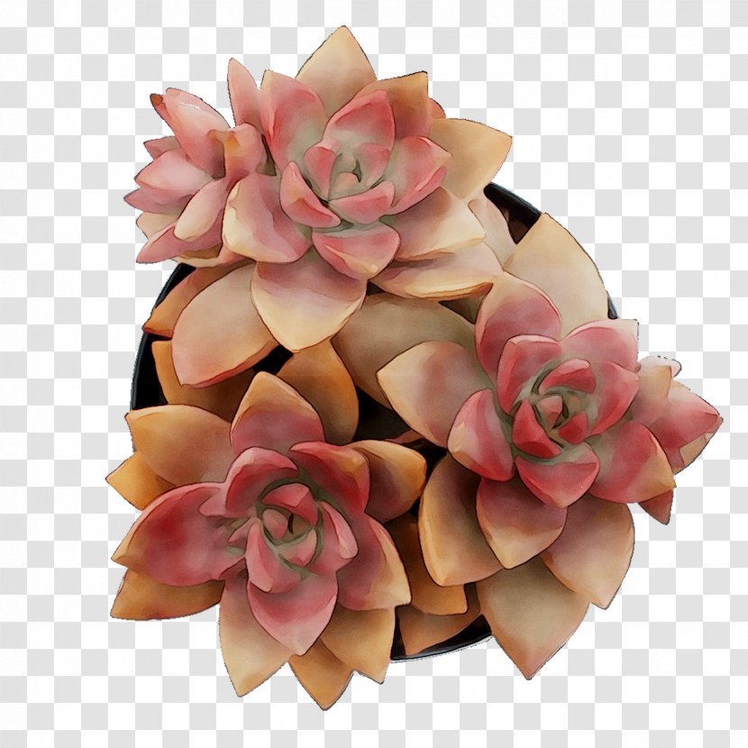 Cut Flowers Flower Bouquet Petal Pink M - Beige Transparent PNG