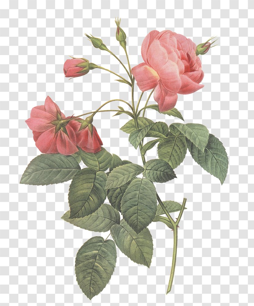 Les Roses Pierre-Joseph Redouté (1759-1840) Garden 玫瑰圣经 - Bud - Rose Order Transparent PNG