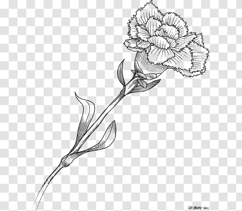 Floral Design Carnation Drawing Flower Monochrome Transparent PNG