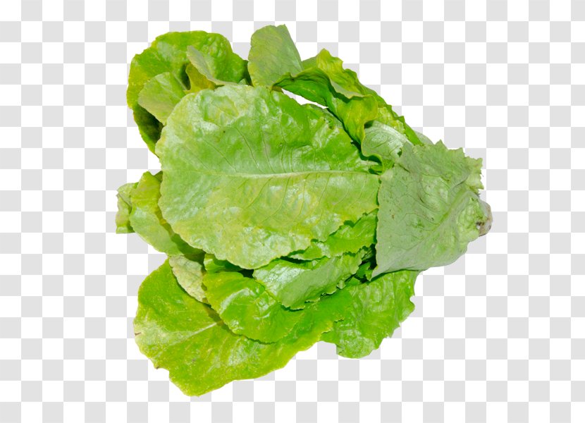 Romaine Lettuce Red Leaf Collard Greens Spring Cruciferous Vegetables - Cabbage Transparent PNG