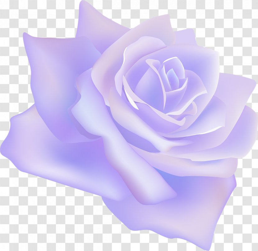 Garden Roses Centifolia Flower Rosaceae Lilac - White Rose Transparent PNG