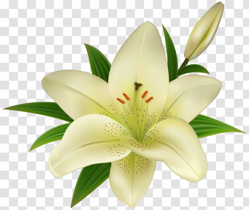 Madonna Lily Easter Clip Art - Flower Transparent PNG