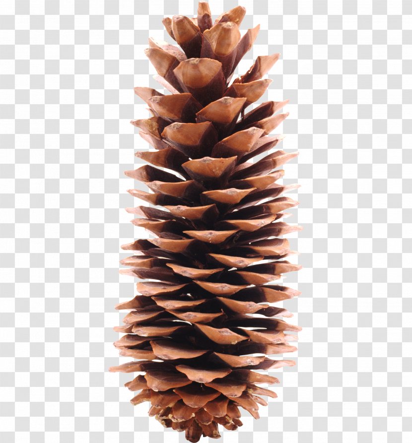 Conifer Cone Pine Icon - Material Transparent PNG