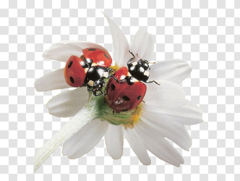 Ladybird Beetle Dog - Pollinator - Petal Transparent PNG