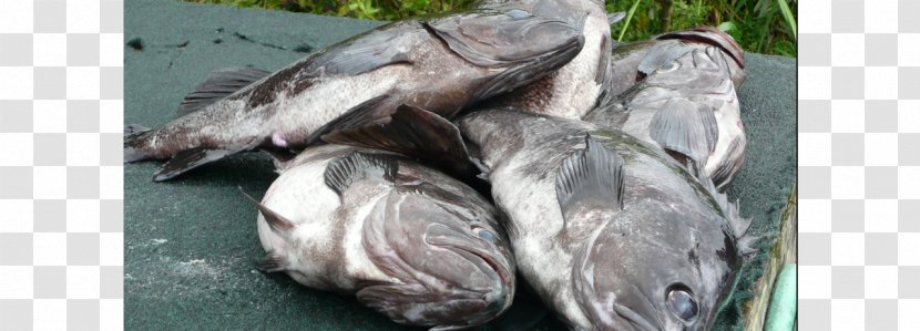 Animal Source Foods Tilapia - Fish Transparent PNG