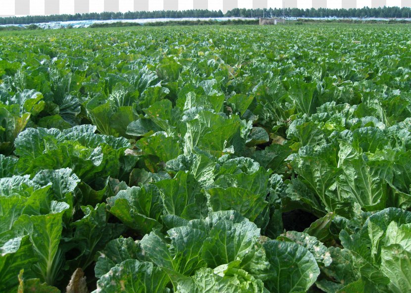 Napa Cabbage Cash Crop Plantation Vegetable Agriculture - Fundal - Garden Transparent PNG