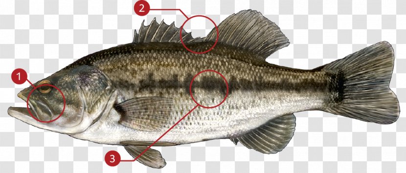 Perch Largemouth Bass Smallmouth Hybrid Striped - Fishing Transparent PNG