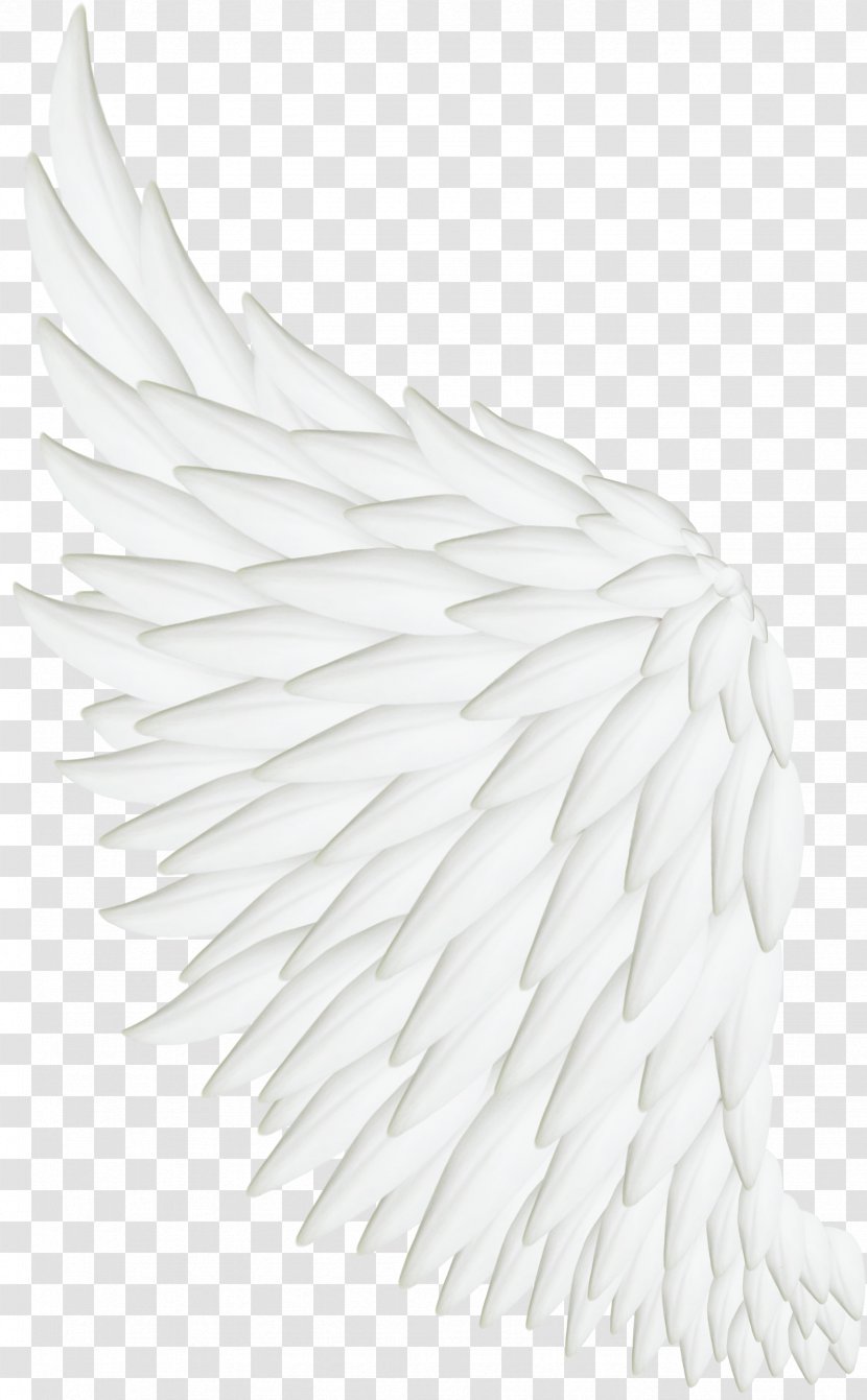 Bird Wing White Feather - Monochrome Photography - Wings Photos Transparent PNG