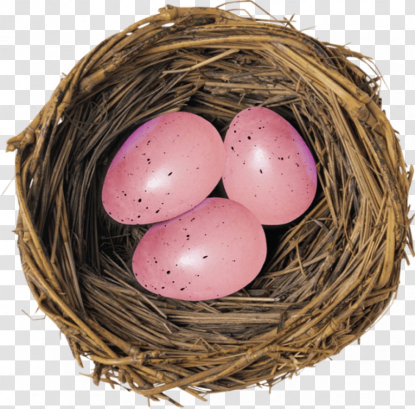 European Robin Bird Nest Egg - Easter Transparent PNG