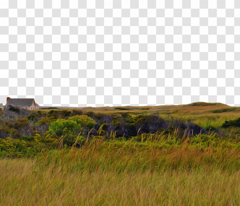 Grasses Steppe Nature Reserve Grassland Land Lot Transparent PNG