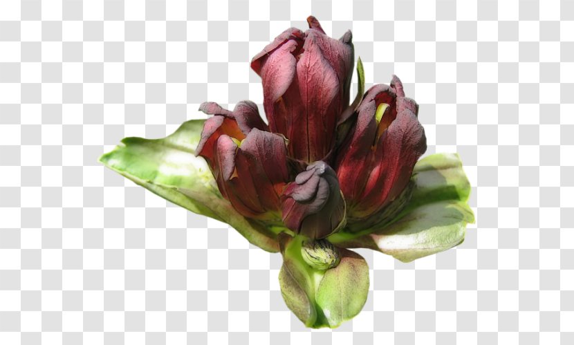Cut Flowers Bud NANDA Flowering Plant - Blogger - Flower Transparent PNG