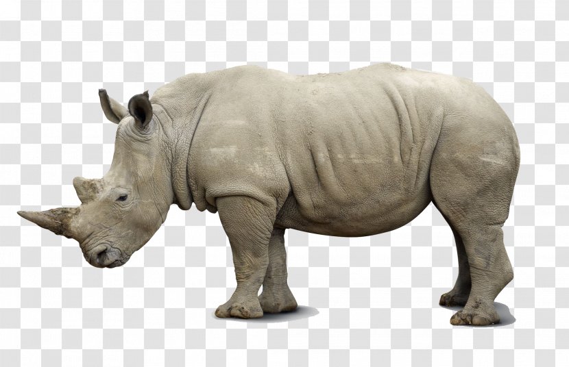 African Rhino Black Rhinoceros Southern White Indian Photograph - Getty Images - Beringia Background Transparent PNG