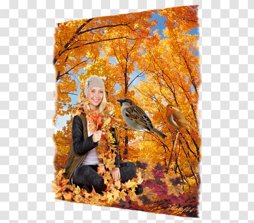 Tree Bigtooth Maple Autumn Leaf Color Grove Transparent PNG