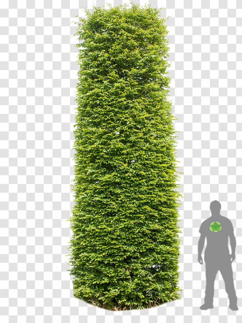 English Yew European Hornbeam Hedge Tree Column - Taxus Baccata Transparent PNG