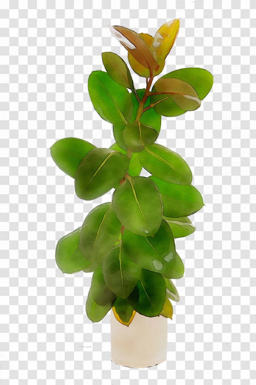 Rubber Fig Weeping Fiddle-leaf Plants Stock Photography - Banyan Transparent PNG