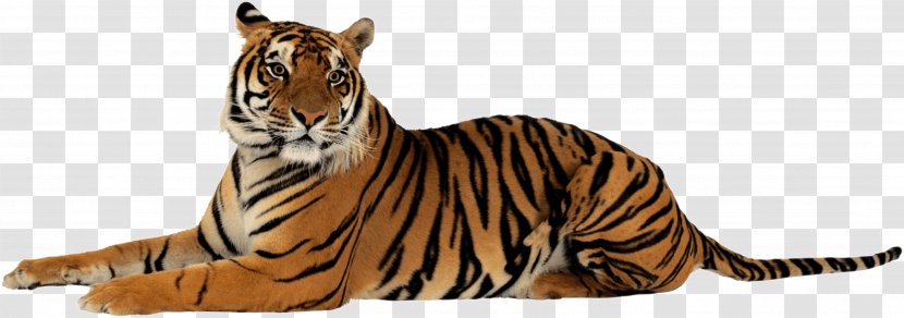 Felidae Lion Jaguar Clip Art - Tiger - White Transparent PNG