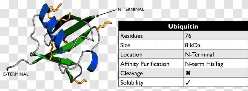 Ubiquitin Post-translational Modification Protein Proteasome - Heart - Technology Transparent PNG