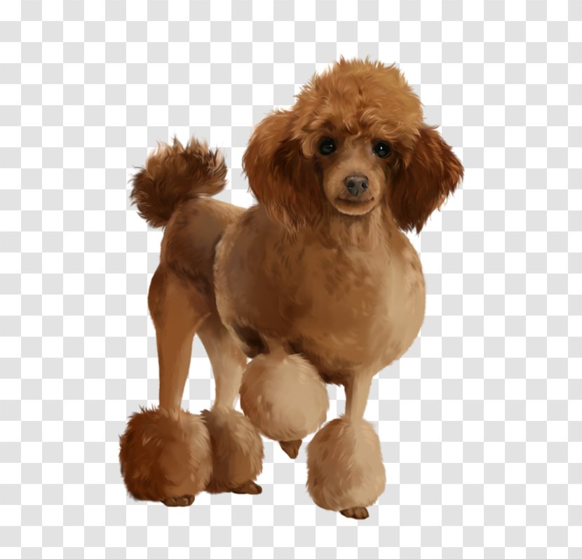 Toy Poodle Puppy Animal Illustration - Miniature Transparent PNG