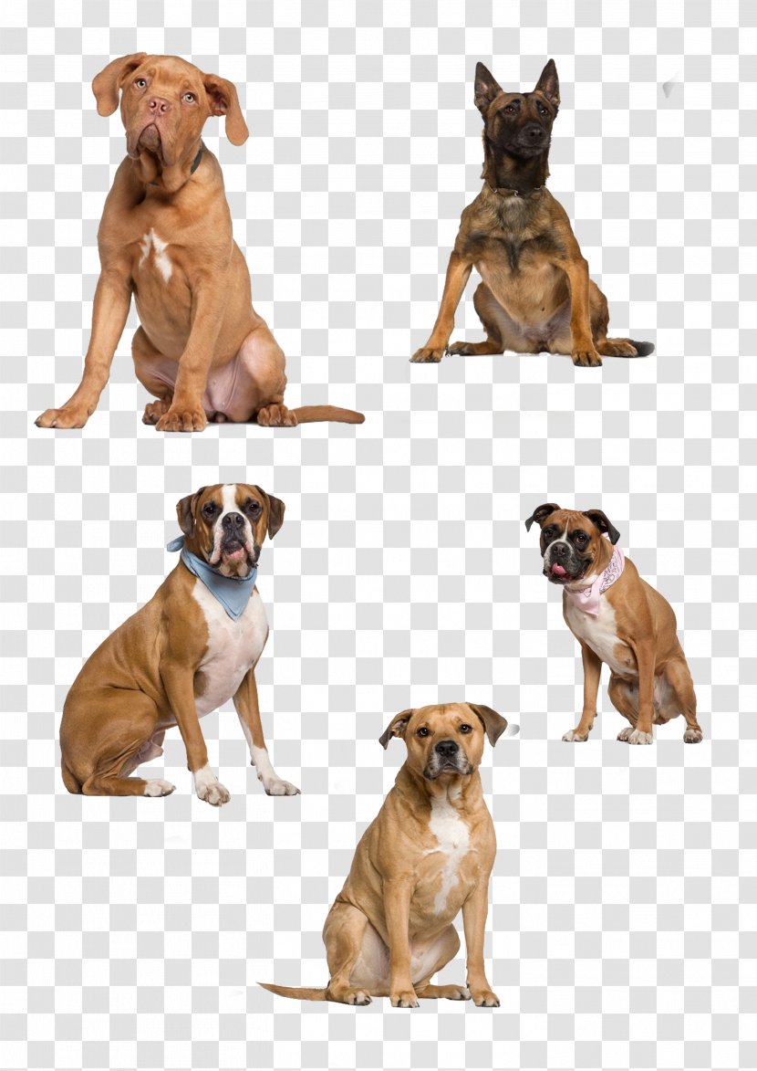 Dog Icon - Companion - Dogs Transparent PNG