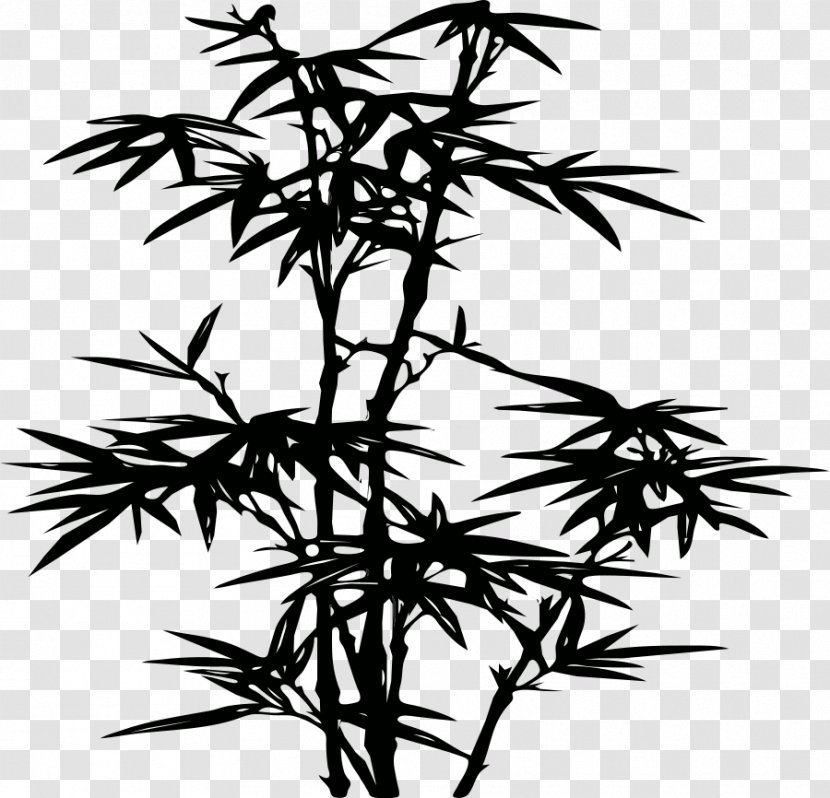 Tropical Woody Bamboos Phyllostachys Nigra Drawing Clip Art - Tree - Flora Transparent PNG