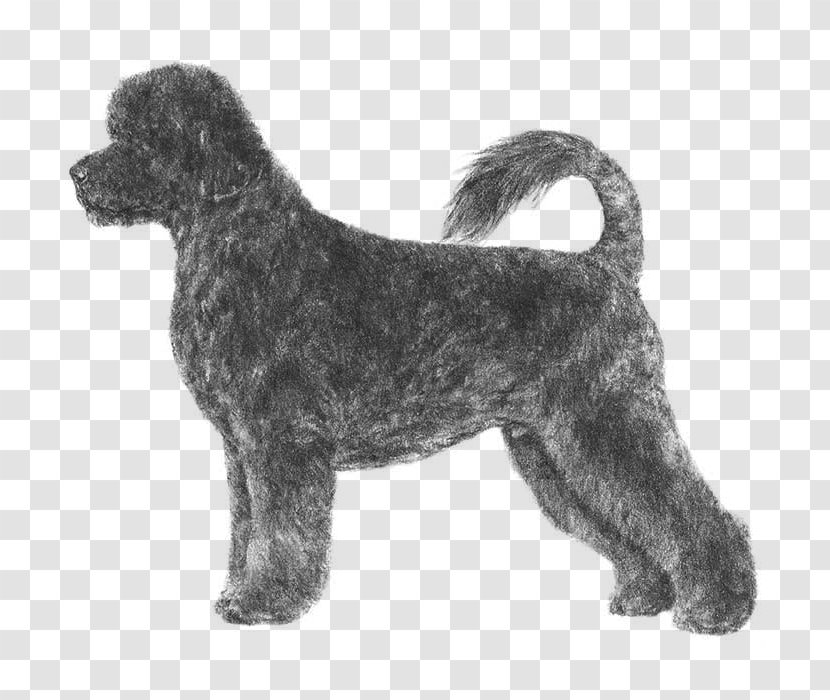 Portuguese Water Dog Poodle Newfoundland Leonberger - Coat Transparent PNG