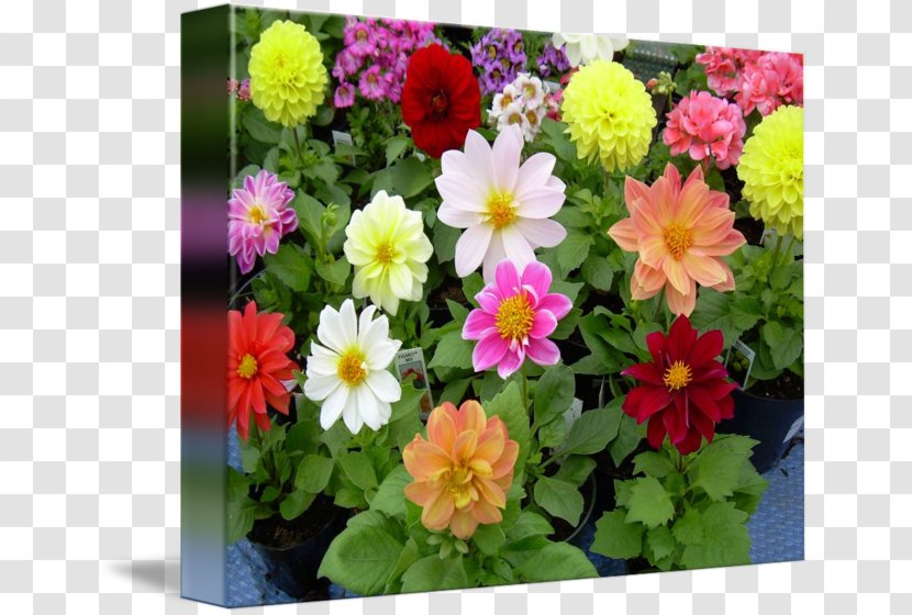 Dahlia Floristry Chrysanthemum Cut Flowers Primrose - Bright Color Transparent PNG